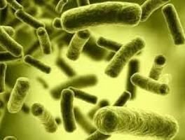 Melittin Ameliorates the Inflammation of Organs in an Amyotrophic Lateral Sclero...